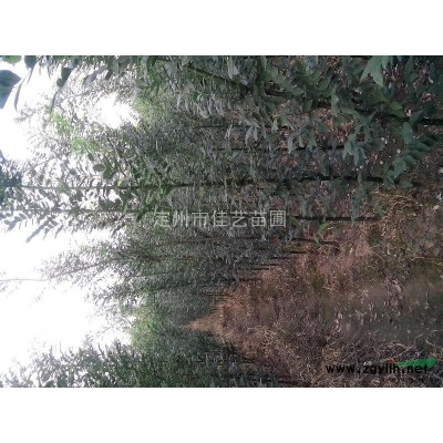 速生國槐、白蠟2-3cm