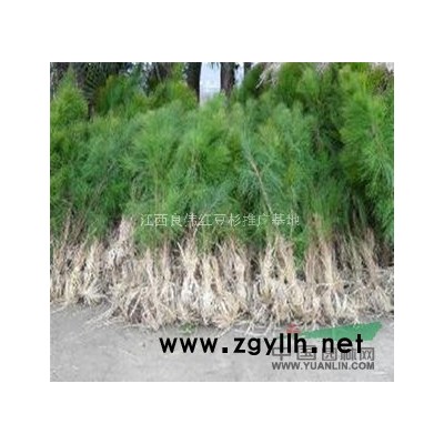 江西靖安縣供應大量南方紅豆杉優質新種、陳種