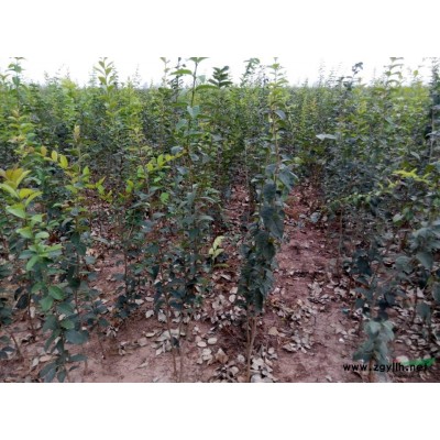 供應冬紅海棠、絢麗海棠、西府海棠當年苗