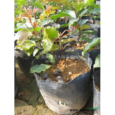 香樟樹 樹形優美 綠化苗木 工程苗 風景樹 園林綠化 香樟苗