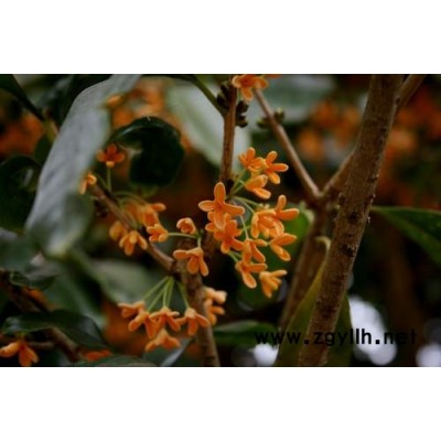 紅花繼木、桂花、香樟、銀杏、杜鵑