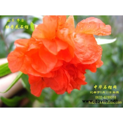 供應牡丹花石榴