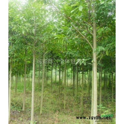 出售：6——18公分廣玉蘭、3——10公分垂柳、枇杷樹