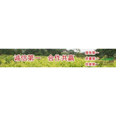 小葉黃楊直供大量供應小葉黃楊價格低質量優