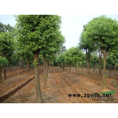 我場提供尖葉杜英一批