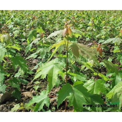 北美紅楓夕陽紅