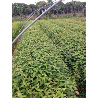 供應福建紅皮榕.小葉紅皮榕(地苗移栽苗)批發