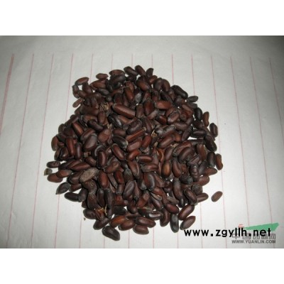 臘梅種子*新價格/臘梅種子報價