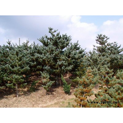 速生紫薇3圖片\速生紫薇3報價