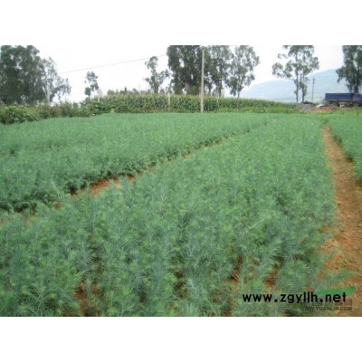 苗圃被強征，急售5年的紅葉石楠60-100冠，每棵4元