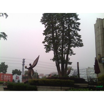 欒樹香樟、挖樹土球、草繩