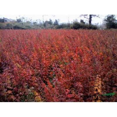 國槐.刺槐.白皮松.油松.側柏.香花槐.蘋果樹.山楂樹.杏樹