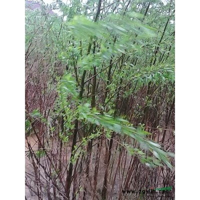 出售美國(guó)竹柳