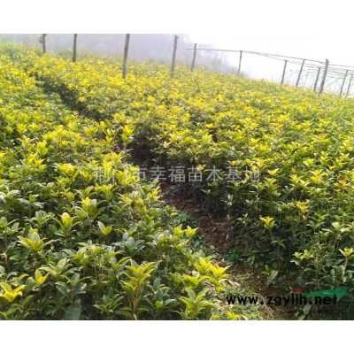 長(zhǎng)期大量出售各種高度各種年份優(yōu)質(zhì)銀杏苗