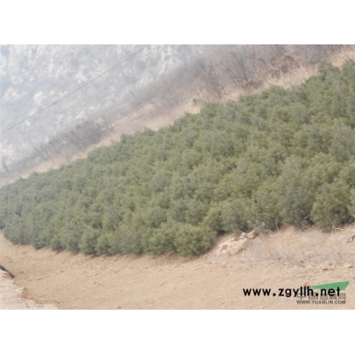 大量出售各種規格的白皮松，油松，茶條槭，蒙古櫟，五角楓