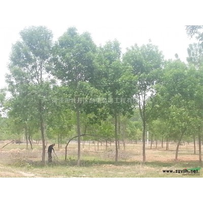 供應(yīng) 白蠟3-30公分 自己苗圃