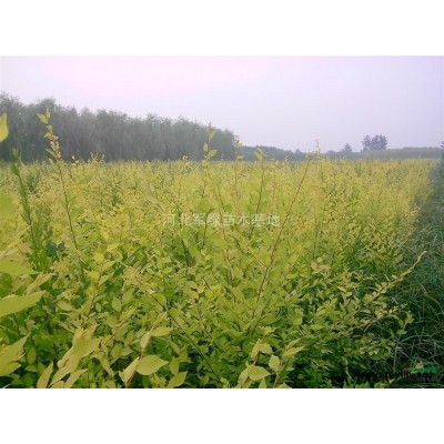 河北保定供應(yīng)1-12公分國槐