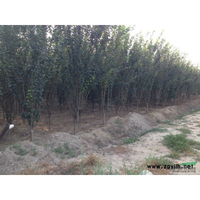 供應(yīng)10公分五角楓