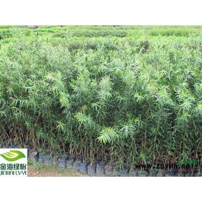 沉香_沉香苗_沉香小苗