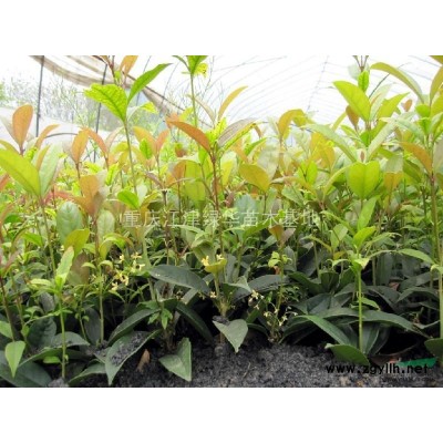 供應香樟苗|重慶香樟苗| 優質香樟苗