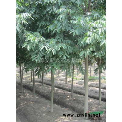 香樟小苗