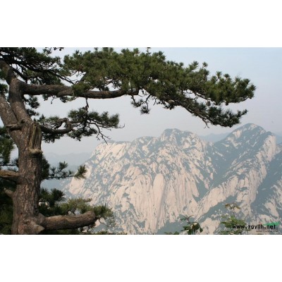 蒼翠挺拔的白皮松