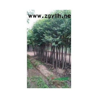 供應大葉女貞6公分
