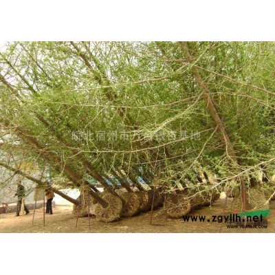 常年供應大量銀杏樹