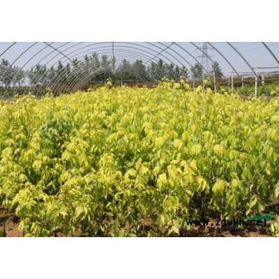 河南金葉白蠟。河南金葉復葉槭