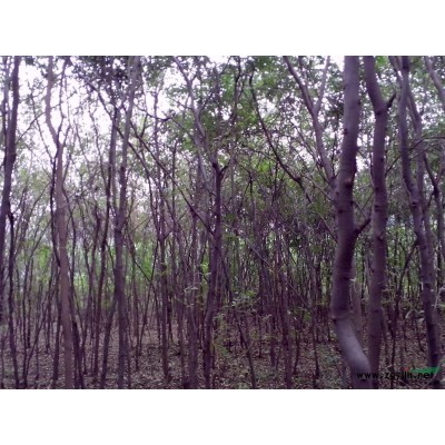 大量出售皂莢樹3cm--35cm,日本皂莢，抗旱、耐寒