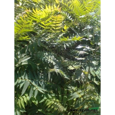 山東臭椿小苗/山東臭椿小苗供應