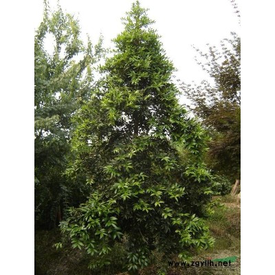 供應樂昌含笑大小規格