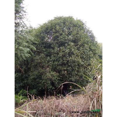 原地價(jià)18萬出售40年大桂花近40顆，另外附送15年小苗一批