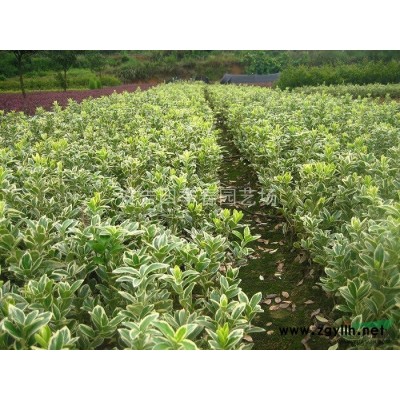 香樟，廣玉蘭，水杉，金錢松，濕地松