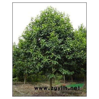 紫薇圖片\紫薇報價