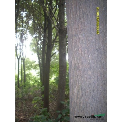 自產自銷香樟10-30公分。特點：分枝點3.5米以上合肥郊區