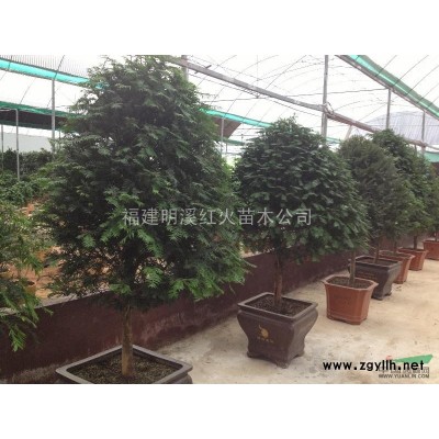 嫁接紅花繼木 造型多樣~ 價格面儀~