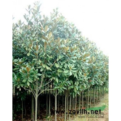 紫薇5圖片\紫薇5報價