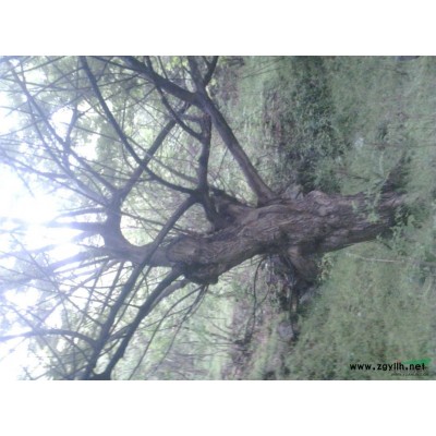 米徑50   冠幅5米   大柳樹