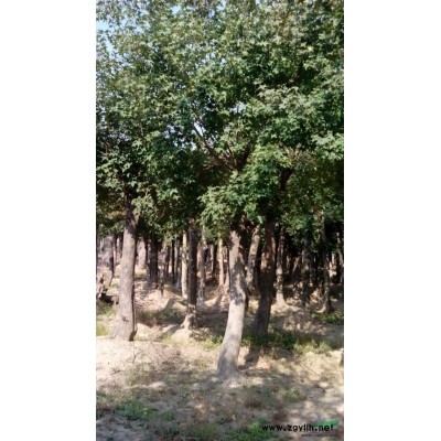 大量出售各種規格（五角楓）