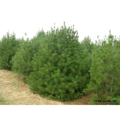 臭椿 美國大櫻桃 山楂 柿子 蘋果