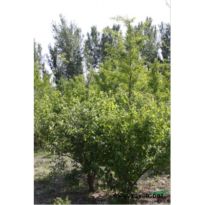 出售10年盛果期 杏樹(shù)-北京綠蘆園