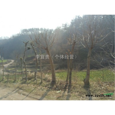 大量供應各種天然野生林木 成年大規格 種苗 小苗