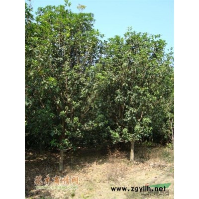 福建地區供應雞冠刺桐