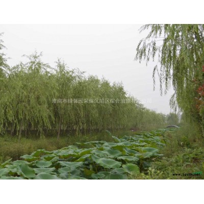 淮南市綠馨園大量供應綠化苗木西湖垂柳