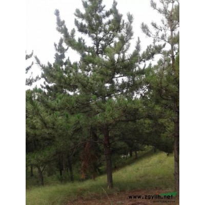 河北保定易縣油松供應