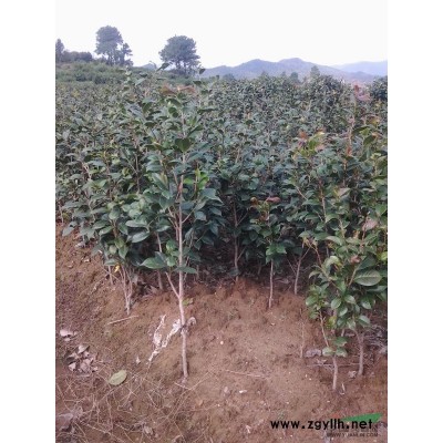 供應(yīng)羅漢松