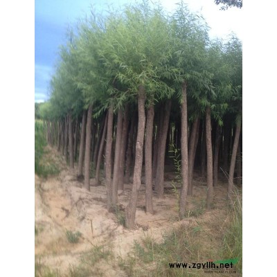 內蒙古樟子松根部，出土樟子松