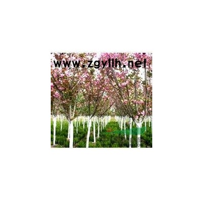 龍柏圖片\龍柏報(bào)價(jià)