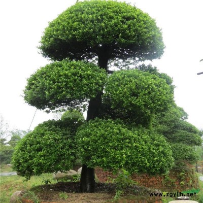 浙江長興、金華供應8-13公分 羅漢松